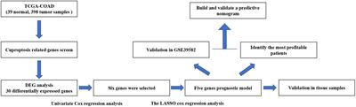 A novel defined cuproptosis-related gene signature for predicting the prognosis of colon adenocarcinoma